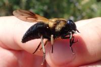 Therioplectes gigas