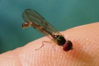Baccha elongata