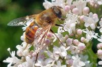 Eristalis
