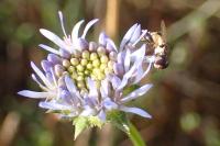 Syritta pipiens