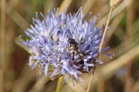 Syritta pipiens