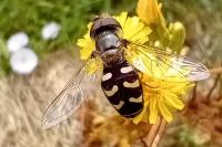 Scaeva pyrastri