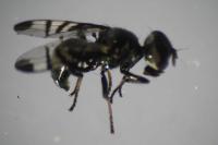 Rivellia syngenesiae