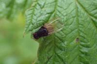 Minettia longipennis