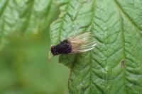 Minettia longipennis