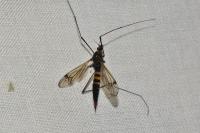 Nephrotoma crocata