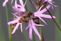 Episyrphus balteatus