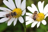 Eristalis tenax