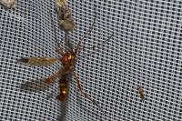 Ctenophora ornata