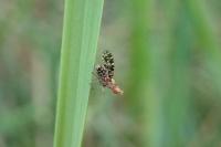 Trypetoptera punctulata