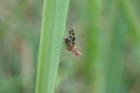 Trypetoptera punctulata