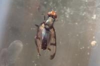 Herina nigrina