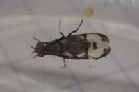 Herina nigrina