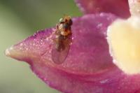Trachysiphonella