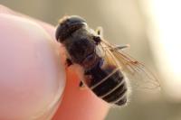 Eristalis nemorum