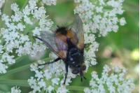 Nowickia ferox