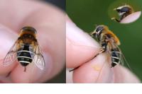 Eristalis jugorum