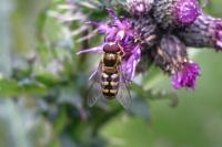 Eupeodes