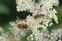 Syrphus torvus