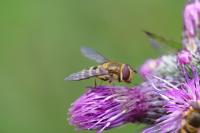Syrphus vitripennis