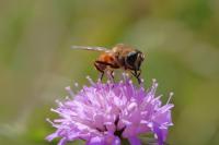 Eristalis tenax