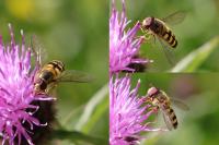 Lapposyrphus lapponicus