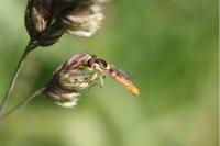 Sphaerophoria scripta