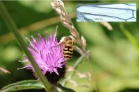 Syrphus ribesii