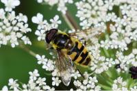 Myathropa florea