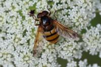 Volucella zonaria