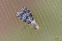 Trypetoptera punctulata