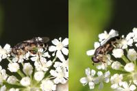 Syritta pipiens