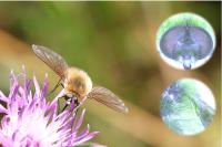 Bombylius cinerascens