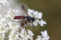 Cylindromyia bicolor