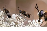 Stratiomys longicornis
