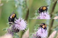Nowickia ferox