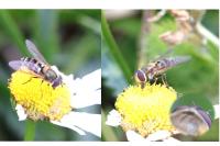 Syrphus torvus