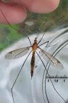 Tipula cava