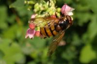Volucella inanis