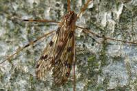 Metalimnobia quadrimaculata