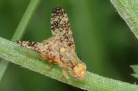 Oxyna flavipennis