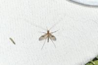 Macrocera