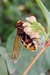 Volucella zonaria