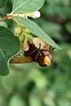 Volucella zonaria