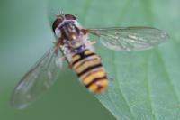Episyrphus balteatus