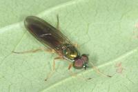 Sargus bipunctatus