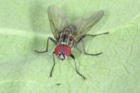 Hylemya vagans