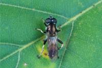 Xylota segnis