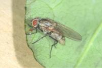 Botanophila fugax
