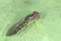 Melanostoma scalare